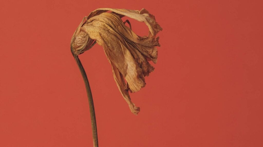 A withered flower echoes the message in Robert N. Lauderdale's blog post "Withered Not Worthless".