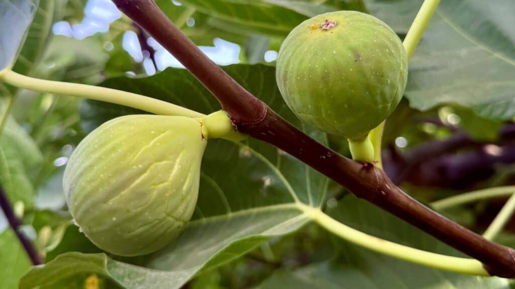 Christian church in Sioux City Iowa sermon message image of fig tree buds conveying spiritual change from Pastor Robert N Lauderdale's Dec 21 2025 sermon