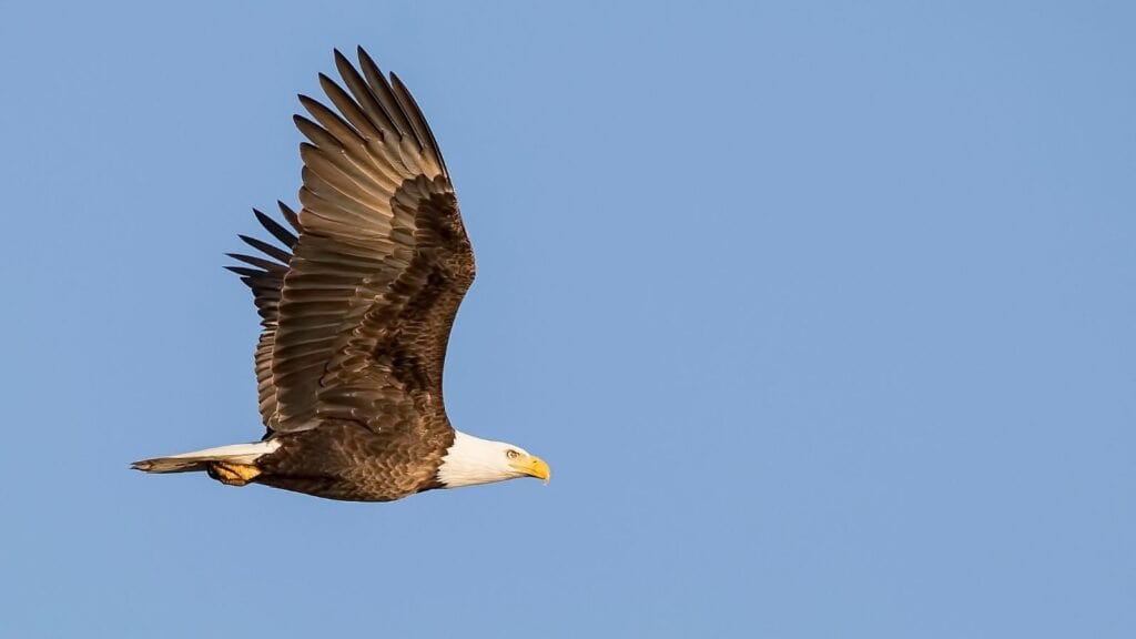 Eagle soaring to convey Rise Above it message from Pastor Lauderdale of Mt Zion Christian Church in Sioux City Iowa