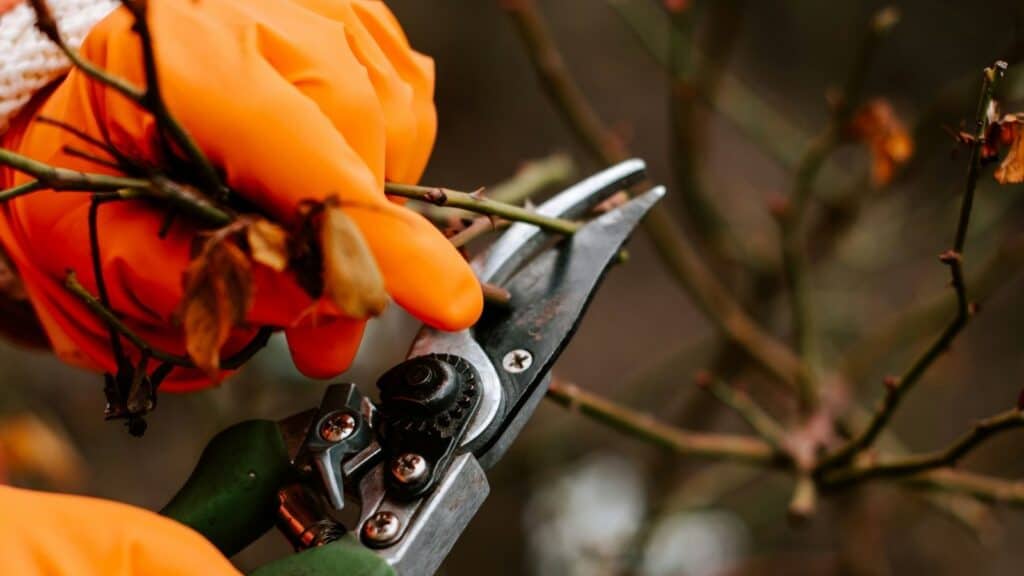Pruning shears that convey the season of pruning that can sometimes be required for spiritual growth from article by Pastor Lauderdale of Mt Zion Baptist church in Sioux City Iowa